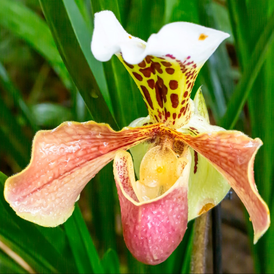 Orchid Image 3